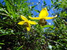 Tangutica clematis photo