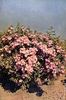Corona rose photo