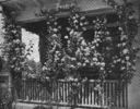 Corona rose photo