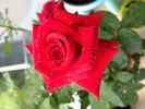 Grand Gala rose photo