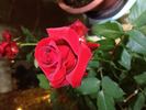 Grand Gala rose photo