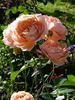 Parfum d'Orléans rose photo