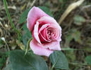 Gräfin Sonja ™ rose photo