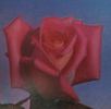 Epoca rose photo