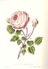 Eugénie Desgaches rose photo