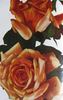 Bonne Nouvelle rose photo