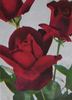 Madame de Carbuccia rose photo