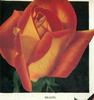Brazil rose photo
