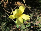 Williams' Double Yellow rose photo