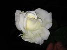 Crystalline ™ rose photo