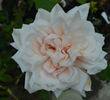 Gwynne Carr, Cl. rose photo