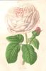 Miss Ingram rose photo