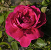 Dickson's Red rose photo