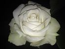 The Great White rose photo
