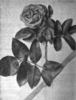 I. A. C. rose photo