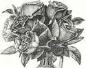 Maurice Rouvier rose photo
