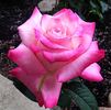 Top Gun rose photo