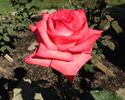 Snuffy rose photo