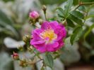 Hermann Schmidt rose photo