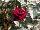 Red Beauty rose photo