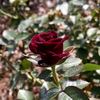 Red Beauty rose photo