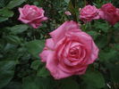Mon Petit Chou rose photo