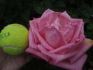 Mon Petit Chou rose photo