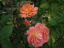 J. G. Mendel rose photo