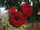 Fugue ® rose photo