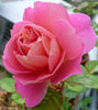 Luftschlange rose photo