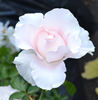 White Majesty rose photo
