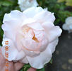 White Majesty rose photo