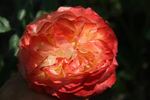 Bradford ™ rose photo