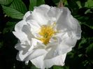 Agnès Sorel ® rose photo
