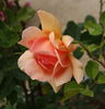 Montserrat rose photo