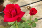 Red Berlin rose photo