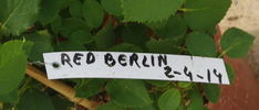 Red Berlin rose photo