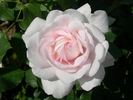 Rose blush rose photo