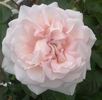 Rose blush rose photo