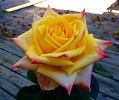 Mohana ® rose photo