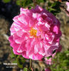 Belle des Jardins rose photo