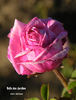 Belle des Jardins rose photo