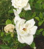 Argental rose photo