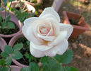 Charmant ® rose photo