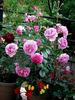 Lavande Parfumée rose photo