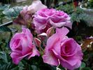 Lavande Parfumée rose photo