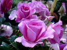 Lavande Parfumée rose photo