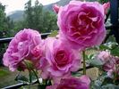 Lavande Parfumée rose photo