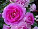 Lavande Parfumée rose photo