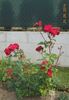 Royal Show rose photo